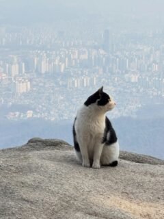 Mountain kitty cats including a butt-smelling kitler #dobongsan #cat #kitler