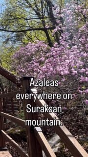 Azaleas on Suraksan mountain