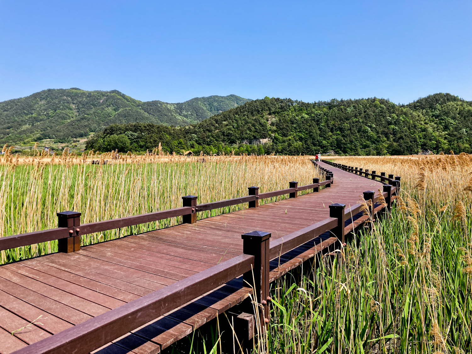 Suncheon Bay National Garden And Wetlands - Roamad