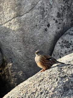 Birds on #Baegundae peak, #isuam temple in front of a snowy #isubong. Chilly hike over #bukhansan #이수봉 #백운대 #북한산
