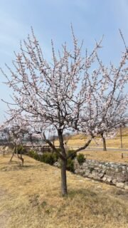 Cycled from #Andong to #Sangju, the first section of the #nakdonggang river cycle path that ends in Busan. Fun ride #cyclingkorea