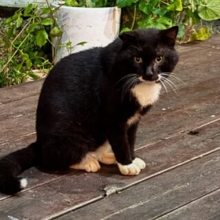 White booted cat. Boots. The original is at Pub Mechanic bar in Gunsan called 부츠 #mechanic_bar @mechanic_bar. I found this little fella the next night 20 km south in #byeonsanbando #변산반도