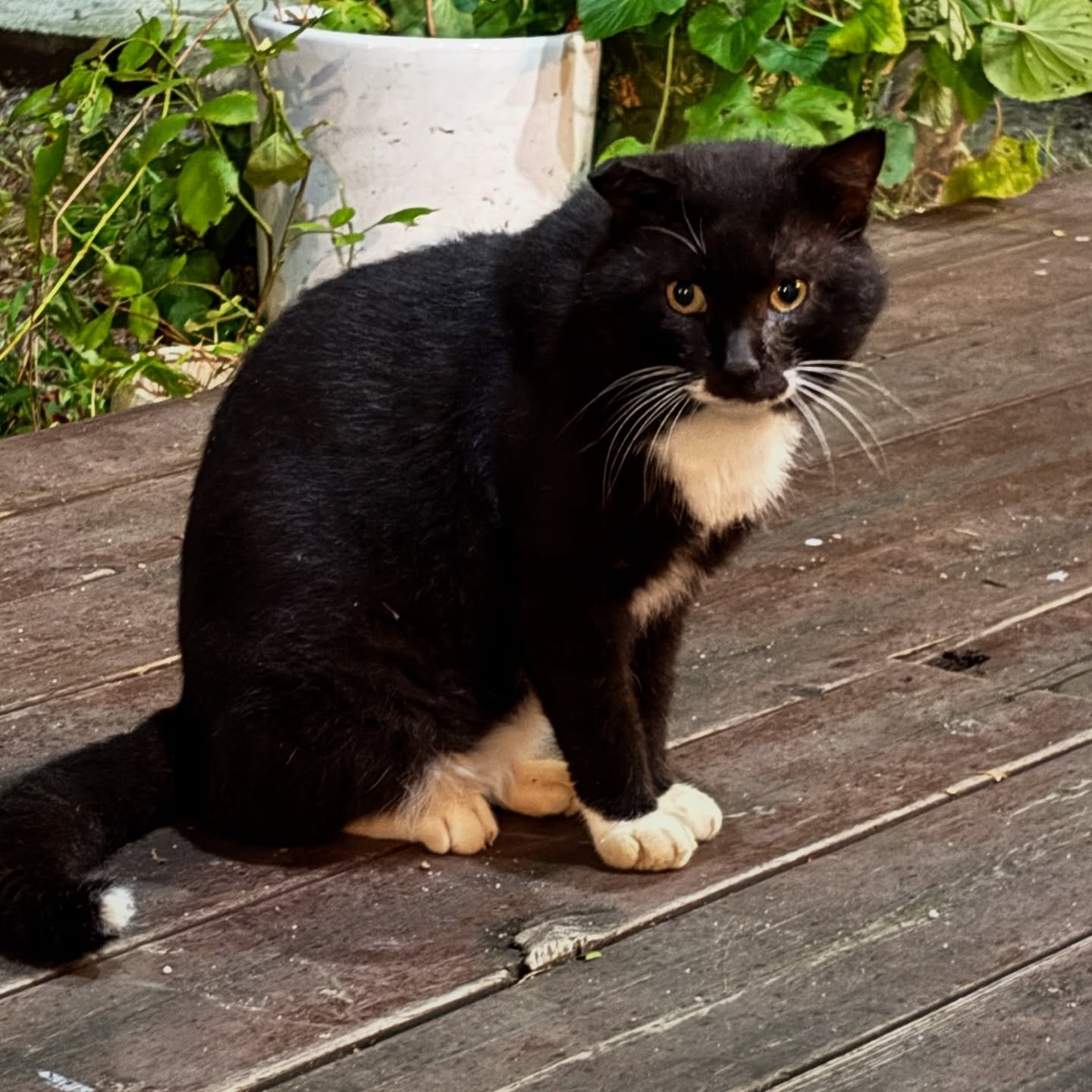 White booted cat. Boots. The original is at Pub Mechanic bar in Gunsan called 부츠 #mechanic_bar @mechanic_bar. I found this little fella the next night 20 km south in #byeonsanbando #변산반도