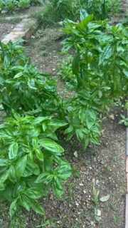 Had a good basil harvest this summer. Dusted off the old blender. I read online that toasted pumpkin seeds were a great alternative for pine nuts, so gave that a go today. Tastes great, although I might use less garlic next time! #basil #pesto #basilpesto